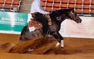 Cheval de Reining Quarter Horse en pleine action dans un concours de cow horse