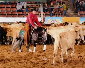 Cheval de Reining Quarter Horse en pleine action dans un concours de cow horse