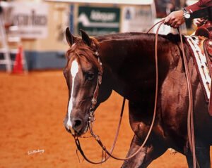 Photo de profil de Horizon Big Step