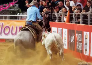 Remedy The Roan, Quarter Horse en pleine action dans un concours de cow horse