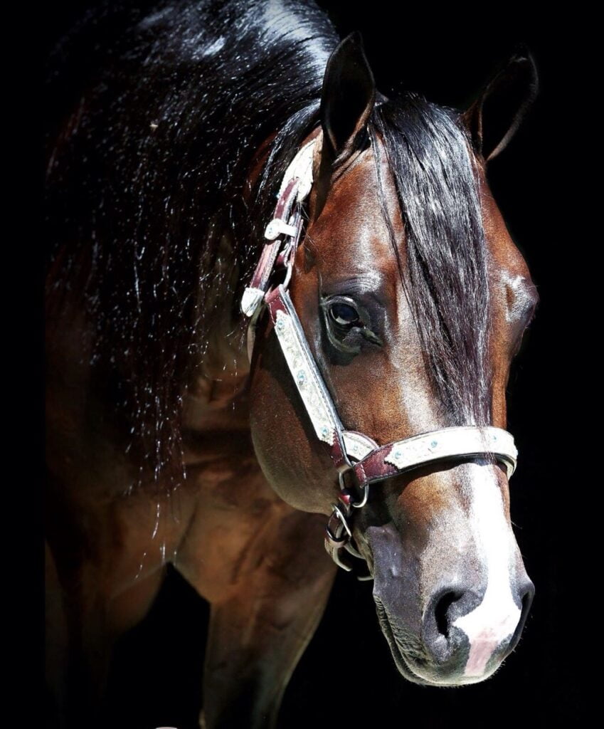 Découvrez Wimpys Alittlesteper, notre étalon Quarter Horse d'exception chez CM Quarter Horses.