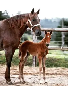 Remedy The Roan, Quarter Horse brune avec son poulain dans une prairie