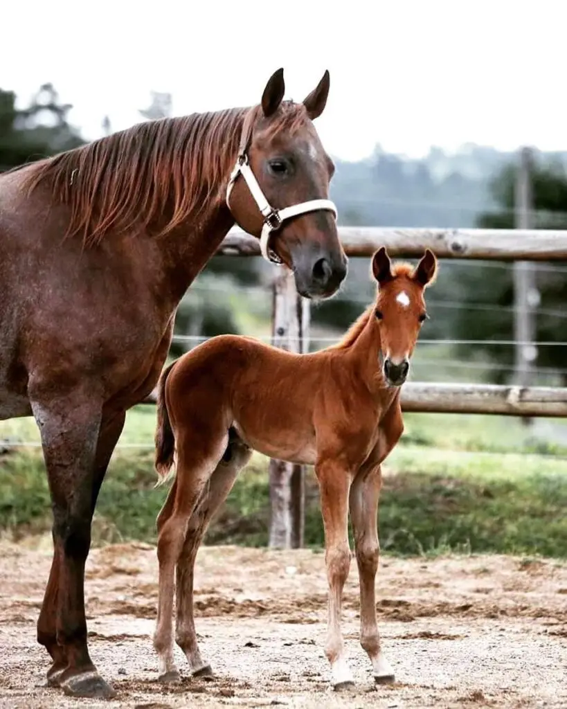 Remedy The Roan, Quarter Horse brune avec son poulain dans une prairie