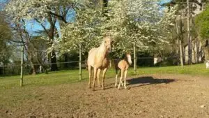 Shining Sparktolena, avec son poulain