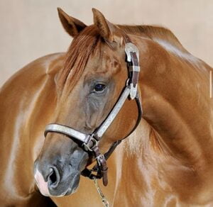 Découvrez Topsail O Sugar, notre jument Quarter Horse remarquable chez CM Quarter Horses.