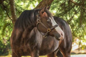 Sheza Gun Del Cielo en photo compléte