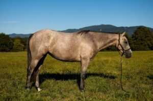 Photo Poulain de Mh Sweet Boon