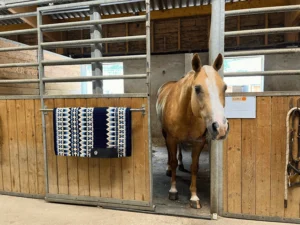 Pension Cm Quarter Horses