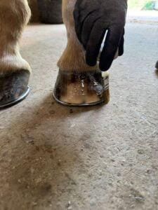 Jérome Farrenc, JCF Maréchalerie